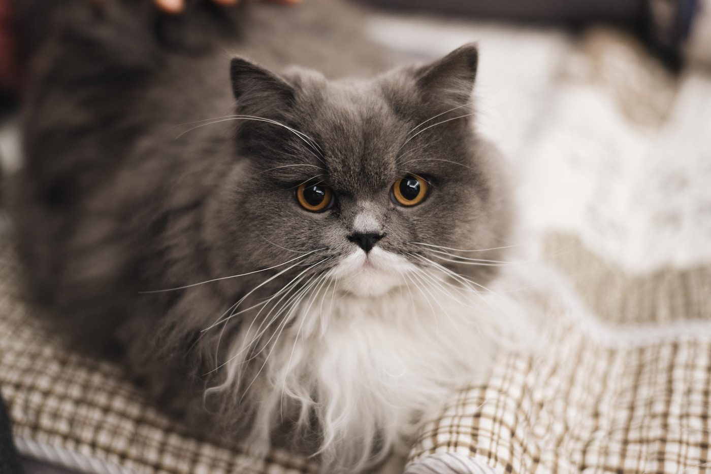 Chat Européen