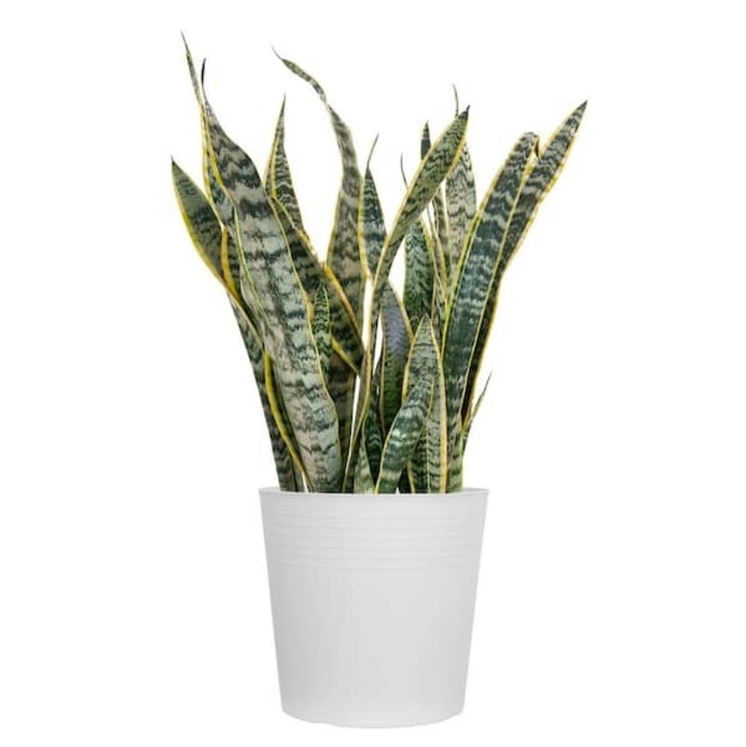 Sansevieria