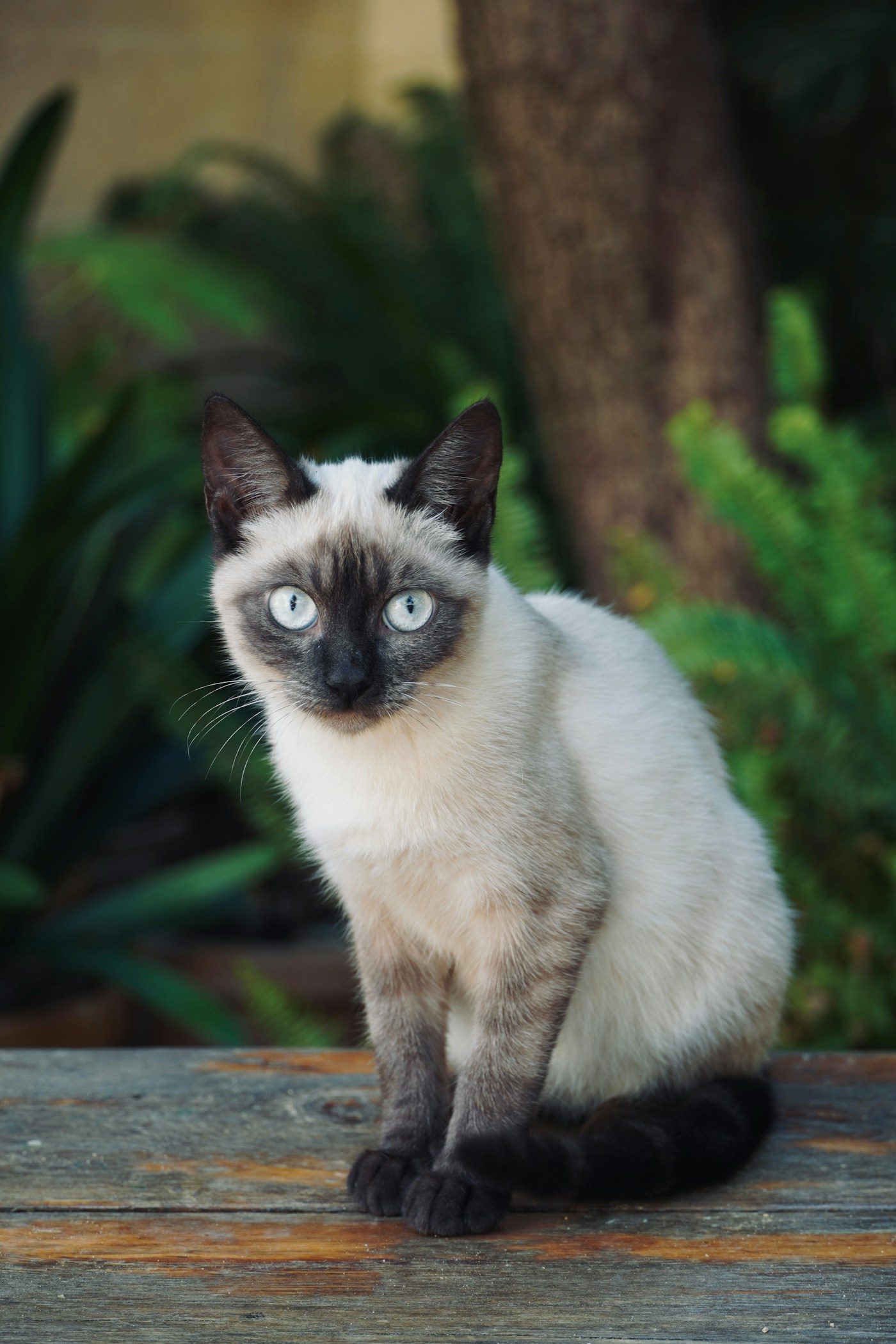 Chat Siamois assis en extérieur