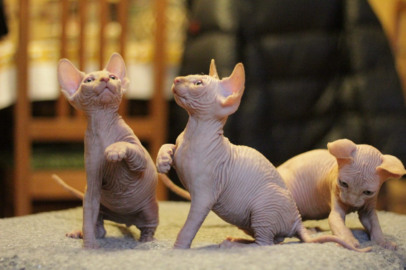 Sphynx