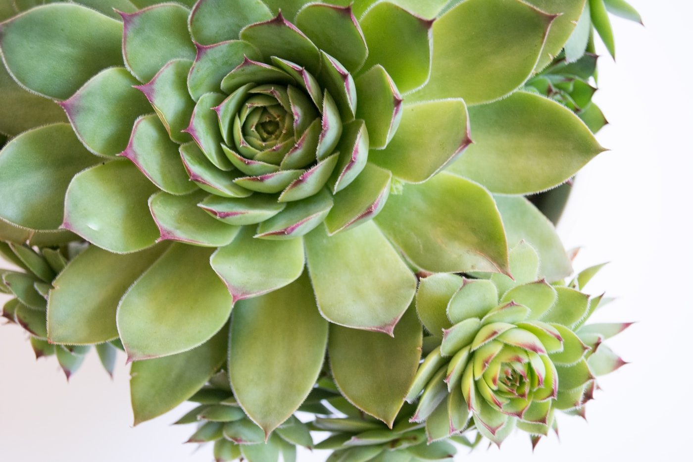 Echeveria