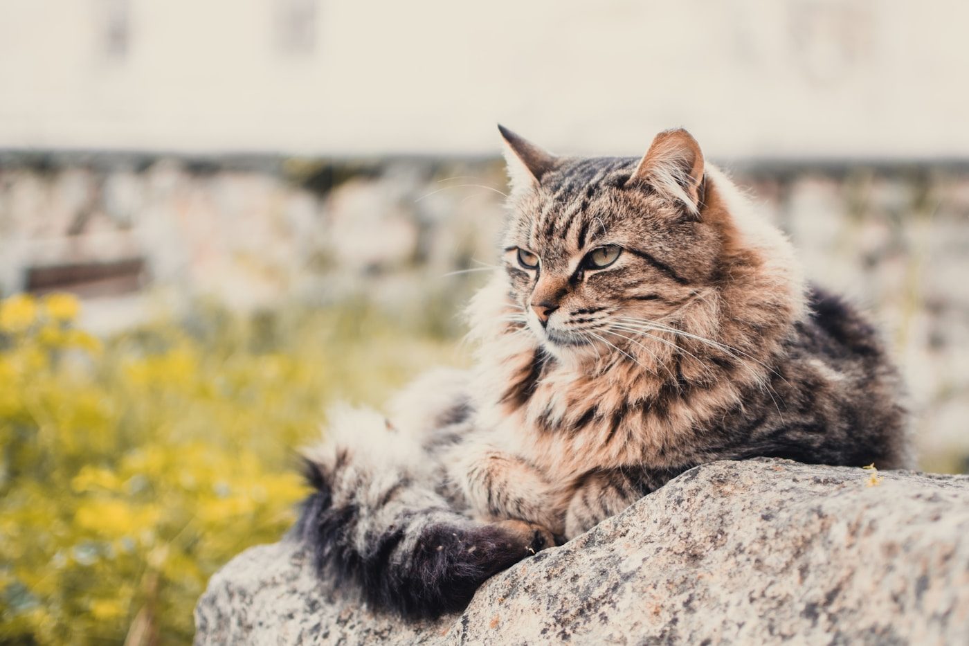 Maine Coon