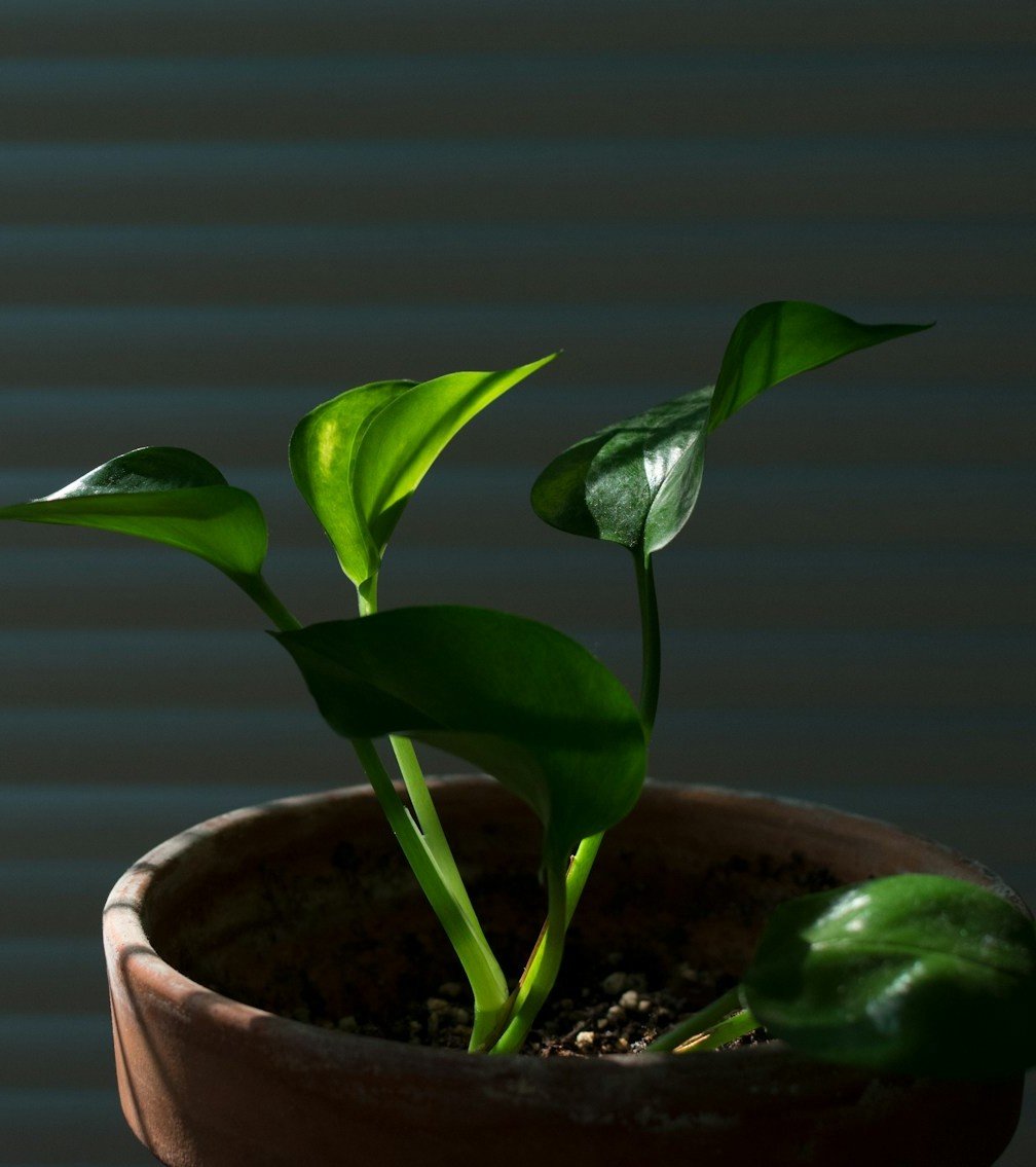 Pothos